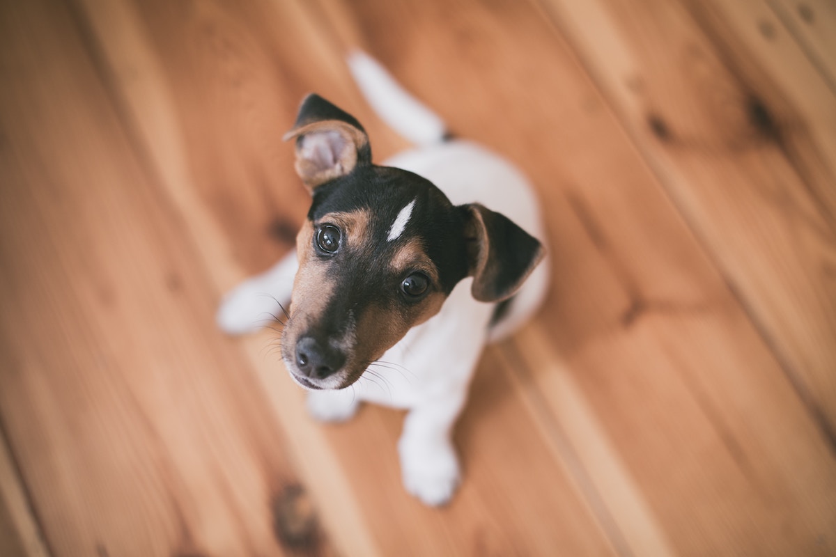 Puppy Stare