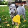 Puppy With Leaf