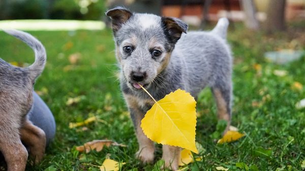 Puppy With Leaf