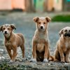 Stray Puppies