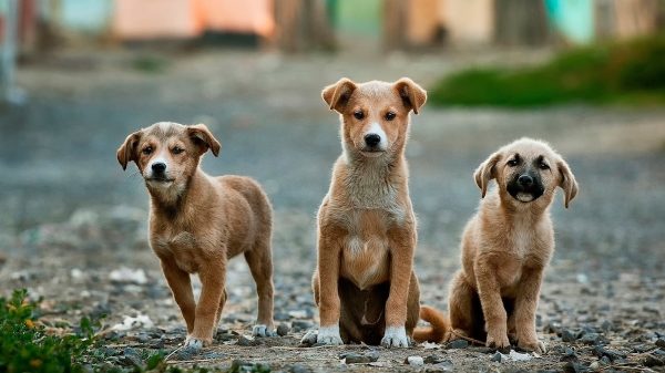 Stray Puppies