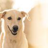 White Mutt Dog