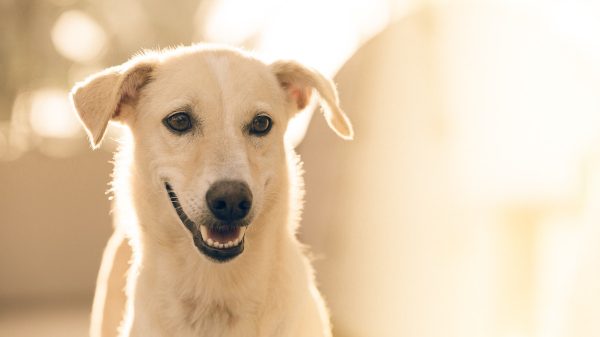 White Mutt Dog