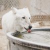 Dog drinking from pool