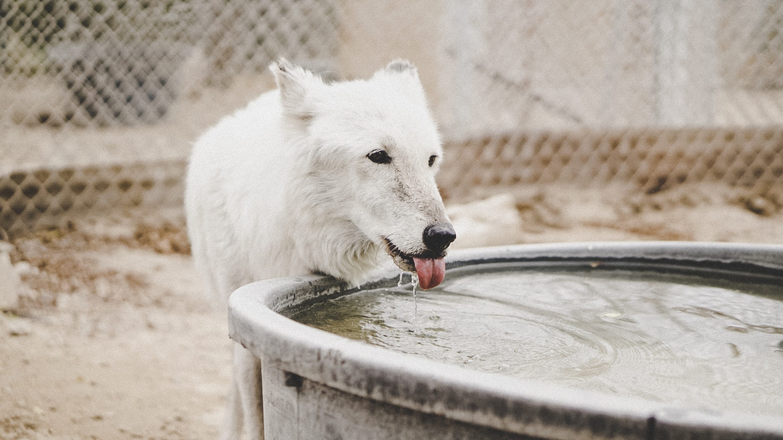 Dog drinking from pool