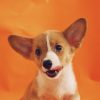Corgi Licking