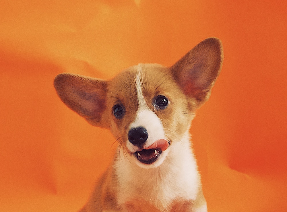 Corgi Licking