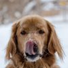 Dog Licking Nose