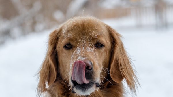 Dog Licking Nose