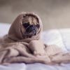 Pug Puppy