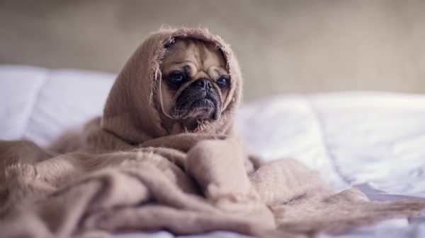 Pug Puppy
