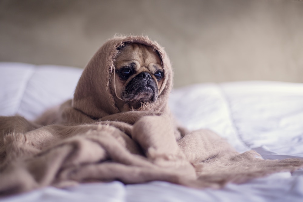 Pug Puppy