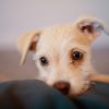 Puppy Eyes