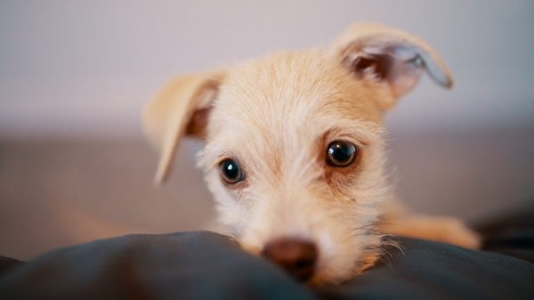Puppy Eyes