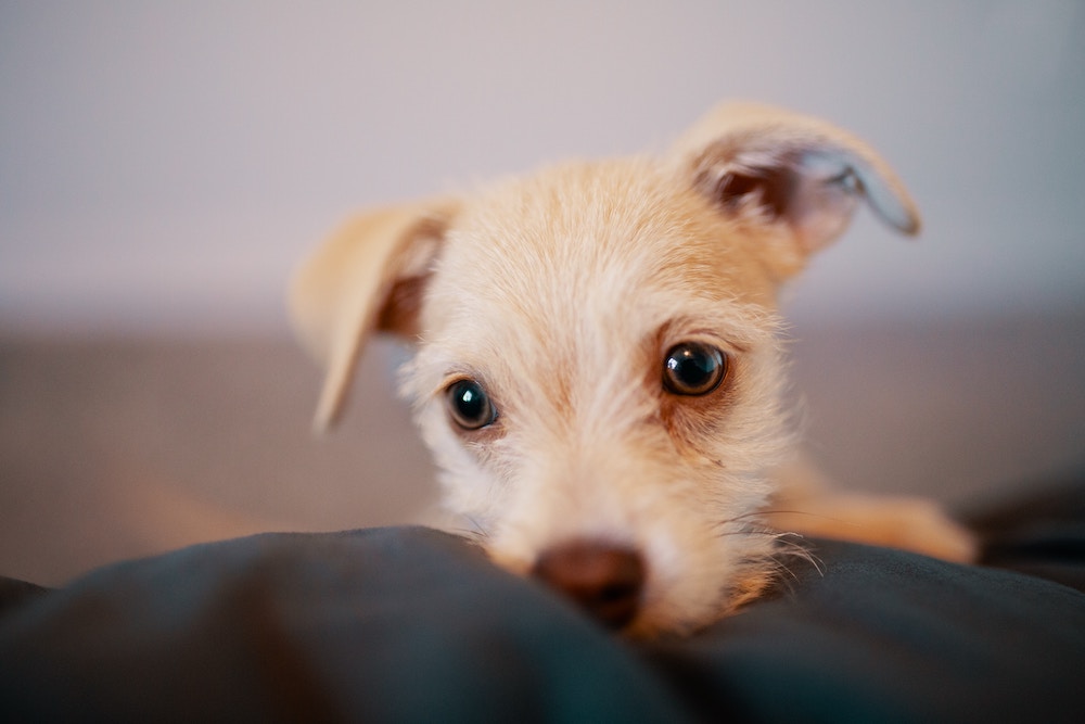 Puppy Eyes