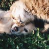 Puppy and Kitten
