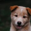 New Puppy