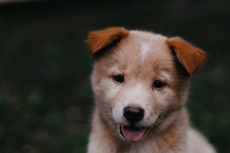 New Puppy