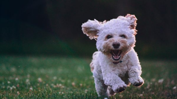 Puppy