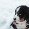 Puppy Lick