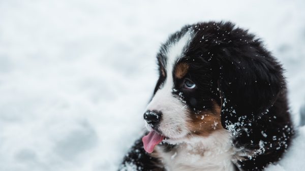 Puppy Lick