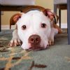 Dog Under Table