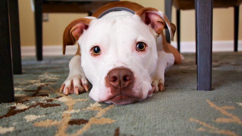 Dog Under Table