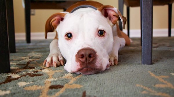 Dog Under Table