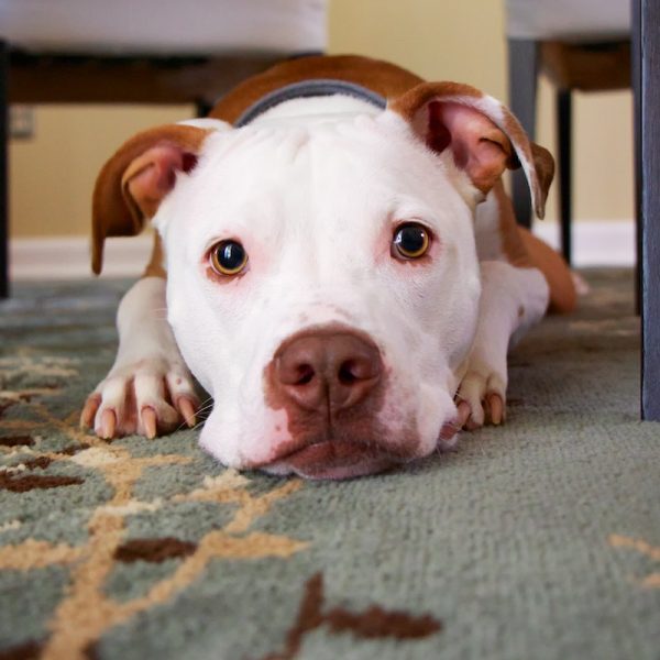 Dog Under Table
