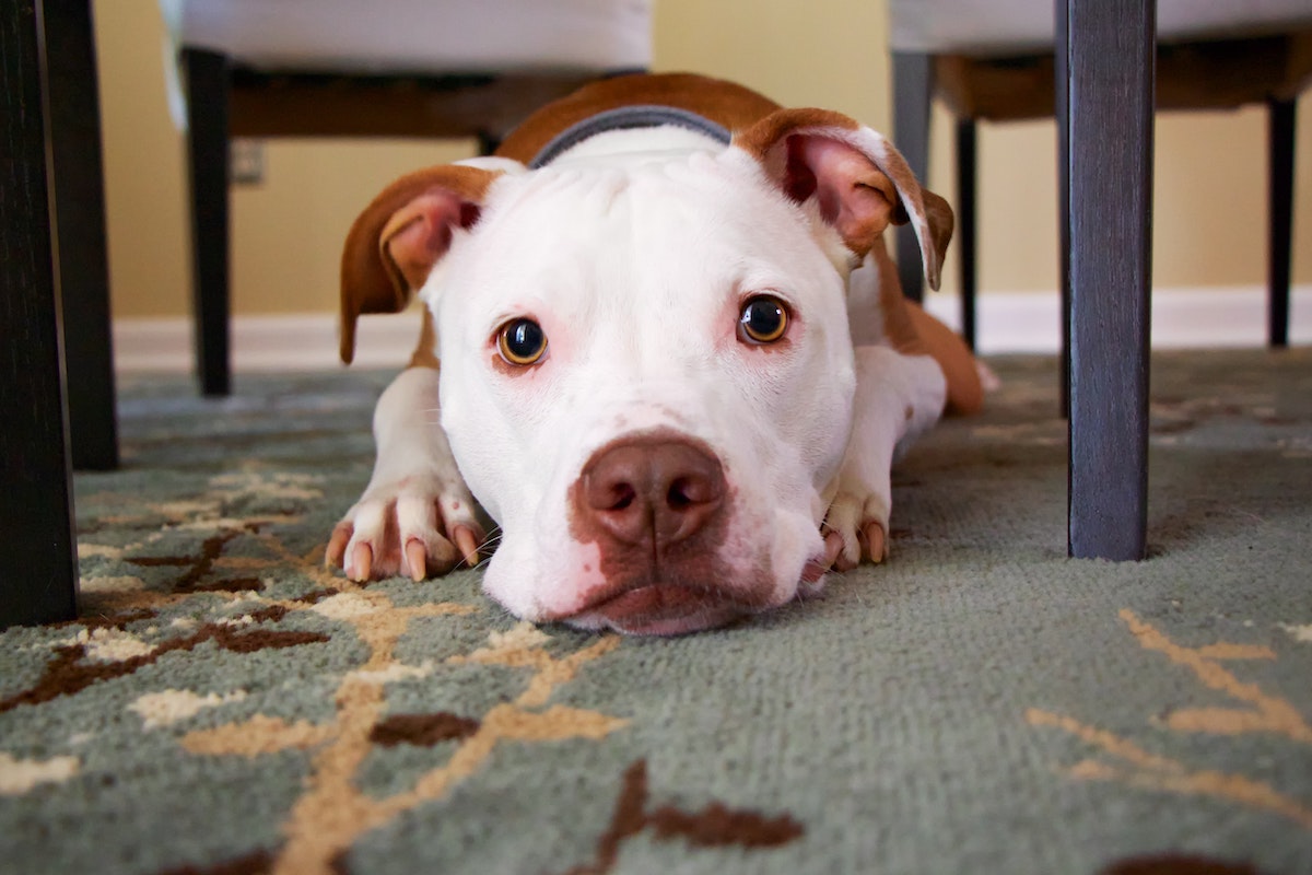 Dog Under Table