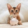 Cat with Piggy Bank