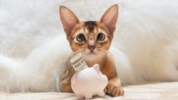 Cat with Piggy Bank