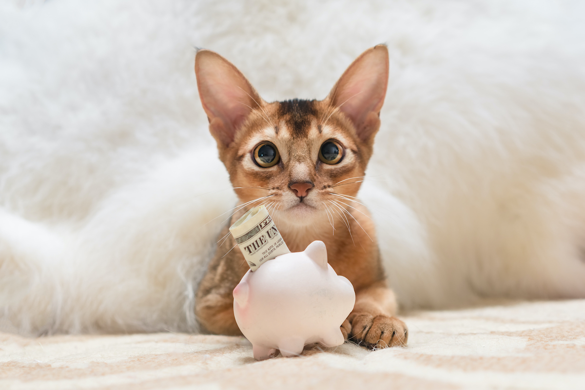 Cat with Piggy Bank
