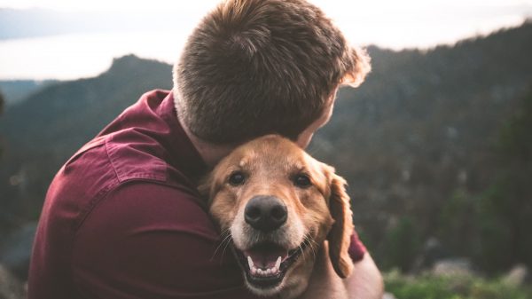 Rescue Dog