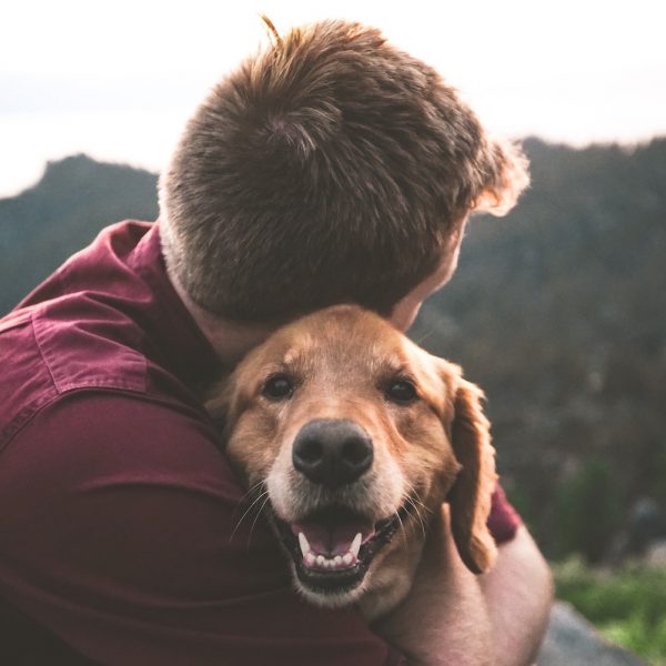 Rescue Dog