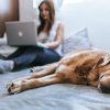 Pet owner researching pet insurance