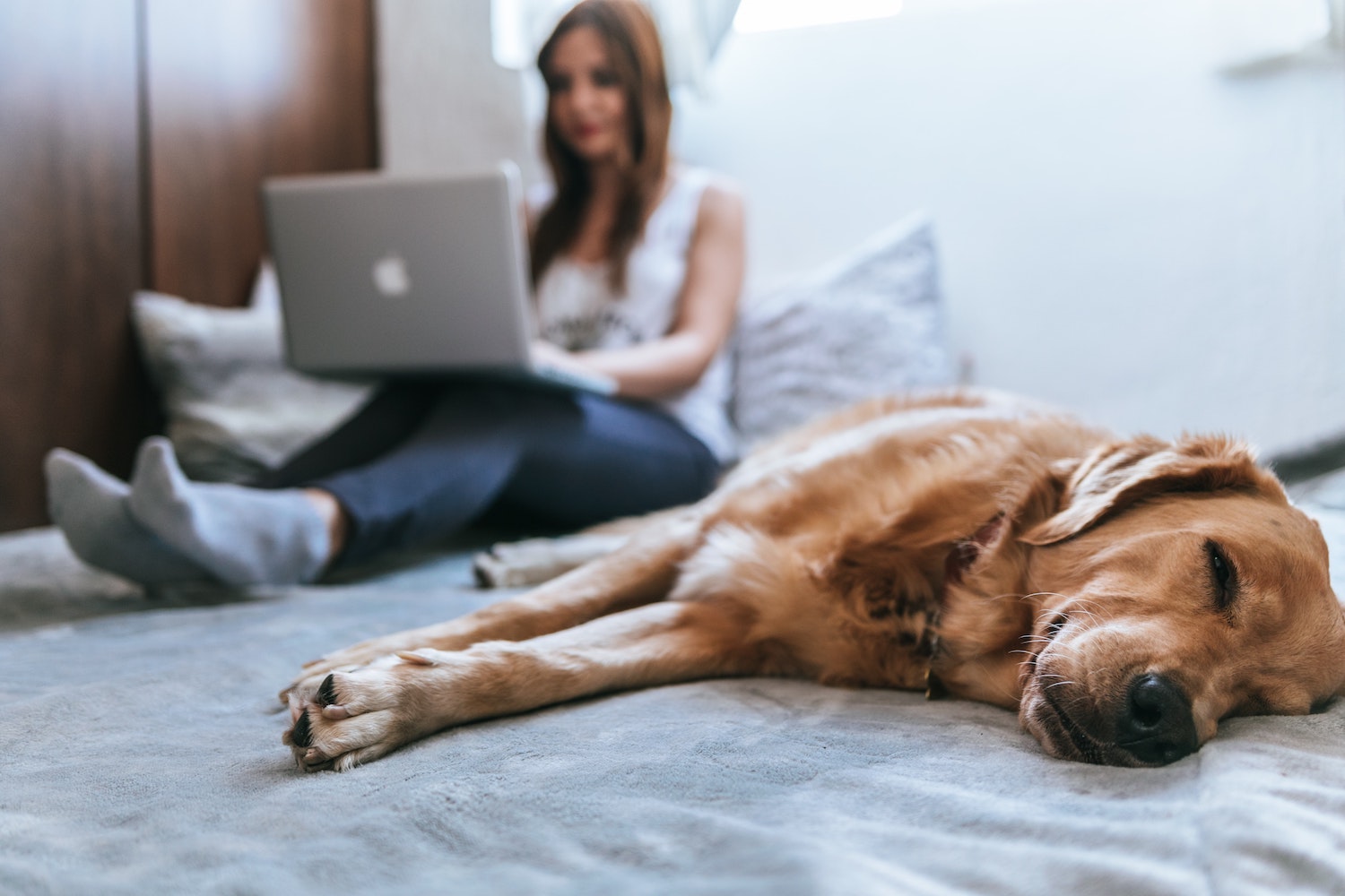Pet owner researching pet insurance