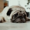 Sick Pug