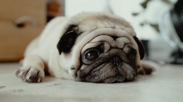 Sick Pug