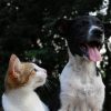 Cat watching Dog