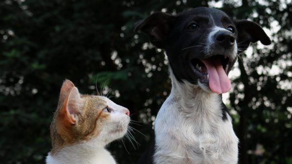 Cat watching Dog
