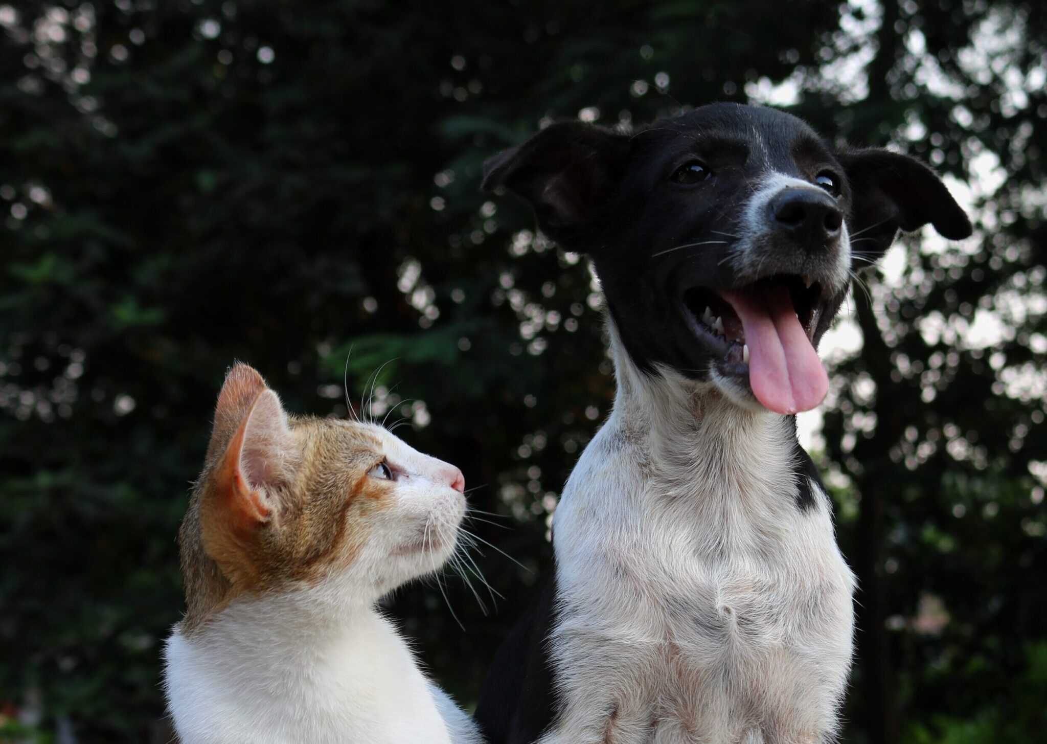 Cat watching Dog