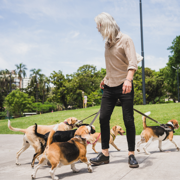 Pet Sitter