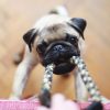 Pug nibbles on rope